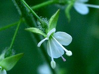 Enchanter's Nightshade - Circaea lutetiana