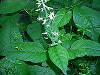 Enchanter's Nightshade - Circaea lutetiana