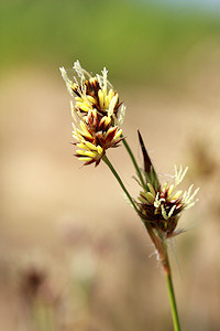 Field woodrush - Luzula campestris