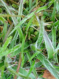 Field woodrush - Luzula campestris