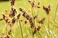 Field woodrush - Luzula campestris