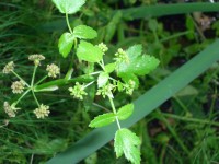 Fool's Watercress - Apium nodiflorum