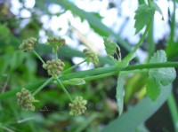 Fool's Watercress - Apium nodiflorum