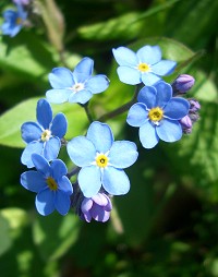 Forget-me-not - Myosotis sylvatica