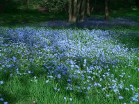 Forget-me-not - Myosotis sylvatica