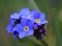 Forget-me-not - Myosotis sylvatica