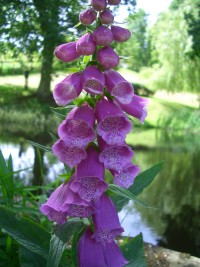 Foxglove - Digitalis purpurea