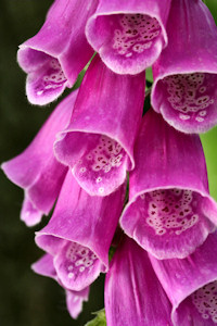 Foxglove - Digitalis purpurea