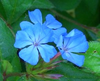 Gentian