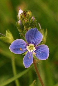 Germander Speedwell - Veronica chamaedrys