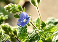 Germander Speedwell - Veronica chamaedrys