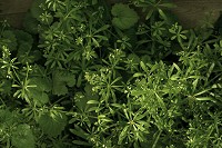 Goosegrass - Galium aparine