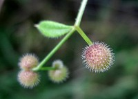 Goosegrass - Galium aparine