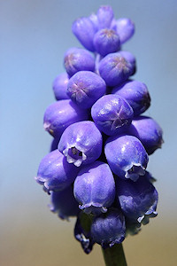 Grape Hyacinth - Muscari armeniacum