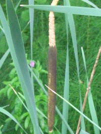 Great Reedmace - Bulrush