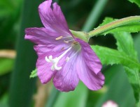 Great Willowherb - Epilobium hirsutum