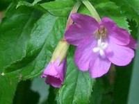 Great Willowherb - Epilobium hirsutum