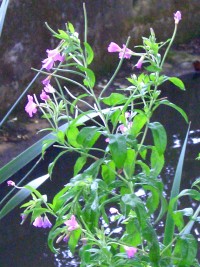 Great Willowherb - Epilobium hirsutum