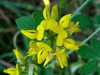 Greater Bird's-foot Trefoil - Lotus pedunculatus