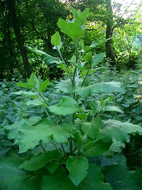 Greater Burdock - Arctium lappa