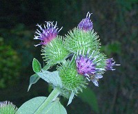 Greater Burdock - Arctium lappa