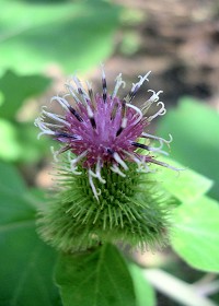 Greater Burdock - Arctium lappa