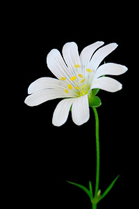 Greater Stitchwort - Stellaria holostea