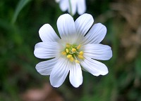 Greater Stitchwort - Stellaria holostea