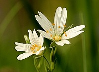 Greater Stitchwort - Stellaria holostea