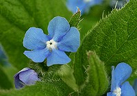 Green Alkanet - Pentaglottis sempervirens