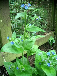 Green Alkanet - Pentaglottis sempervirens