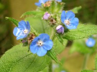 Green Alkanet - Pentaglottis sempervirens