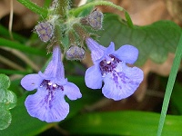 Ground Ivy - Glechoma hederacea