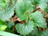 Ground Ivy - Glechoma hederacea