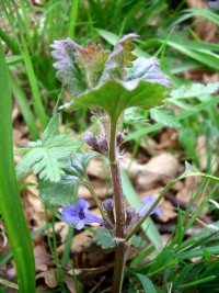 Ground Ivy - Glechoma hederacea