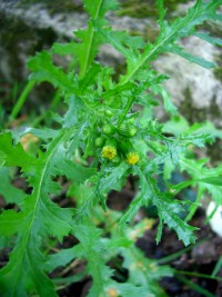 Groundsel - Senecio vulgaris