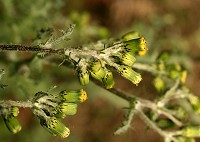 Groundsel - Senecio vulgaris