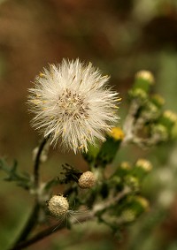 Groundsel - Senecio vulgaris