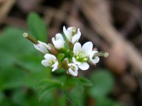 Hairy Bittercress - Cardamine hirsuta