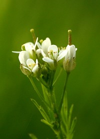 Hairy Bittercress - Cardamine hirsuta