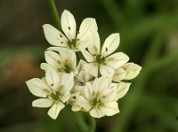 Hairy Garlic - Allium subhirsutum