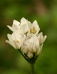 Hairy Garlic - Allium subhirsutum