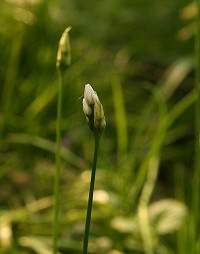 Hairy Garlic - Allium subhirsutum