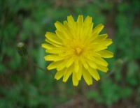 Mouse-ear Hawkweed