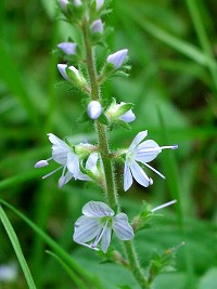 Heath Speedwell - Veronica officinalis