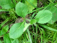 Heath Speedwell - Veronica officinalis