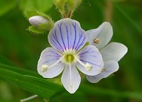 Heath Speedwell - Veronica officinalis