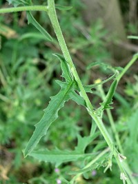 Hedge Mustard - Sisymbrium officinale