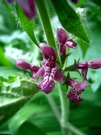 Hedge Woundwort - Stachys sylvatica