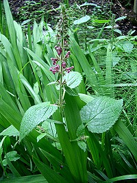 Hedge Woundwort - Stachys sylvatica